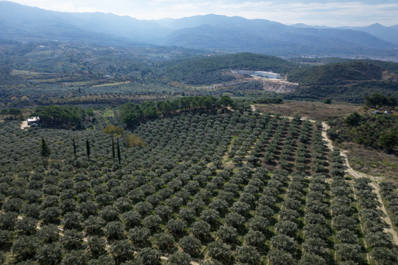 Zeytin Ağacının Bereketi